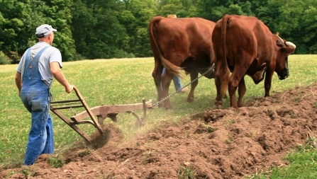 Oxen Plowing